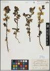 Foto von Salix myrsinifolia Salisb.